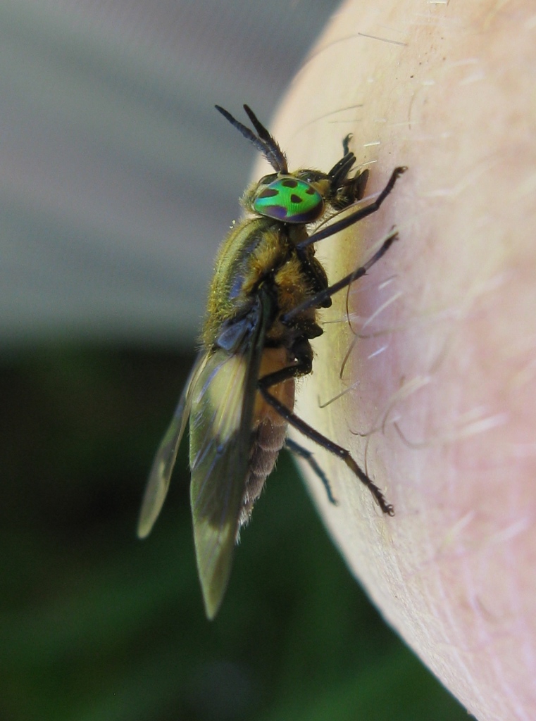 Tabanidae - Chrysops caecutiens