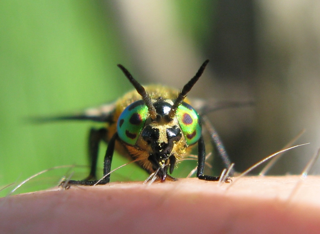 Tabanidae - Chrysops caecutiens