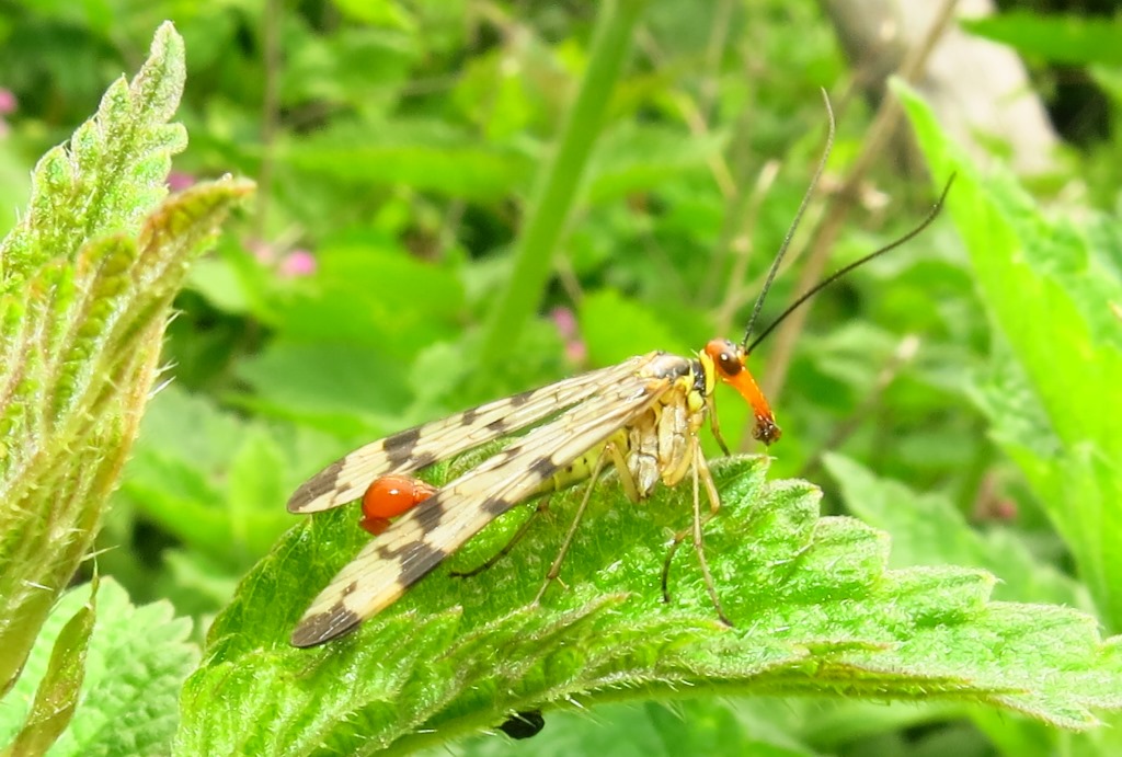 Maschio di Panorpa da identificare?