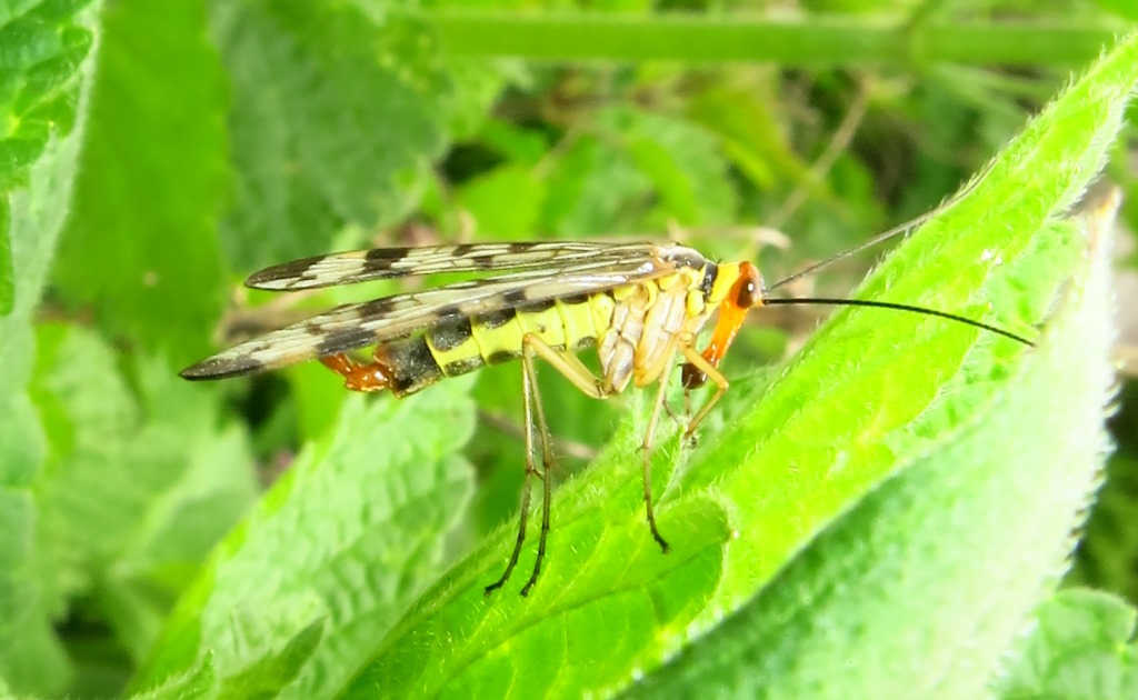 Maschio di Panorpa da identificare?