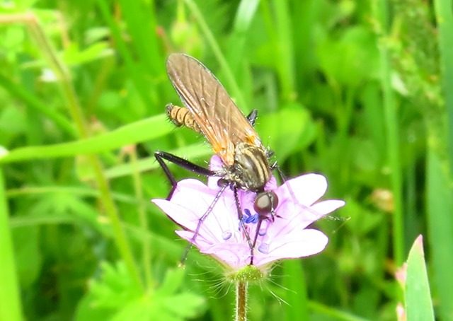 Empididae - Empis sericans