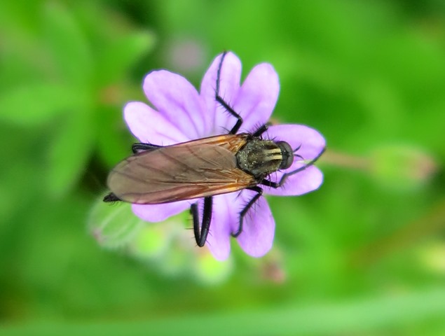 Empididae - Empis sericans
