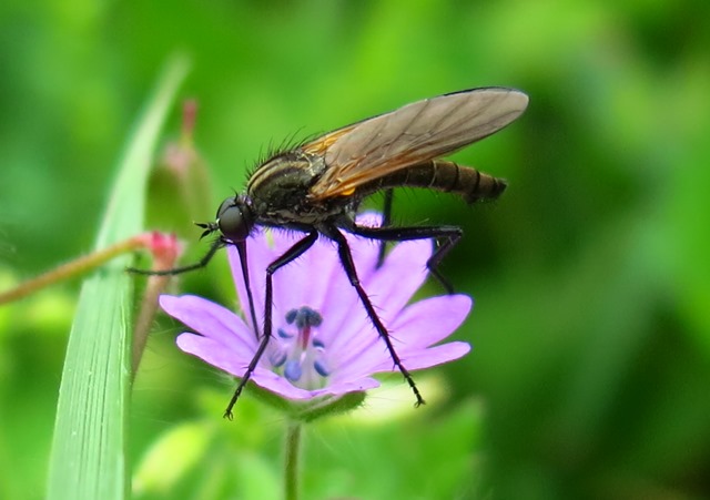 Empididae - Empis sericans