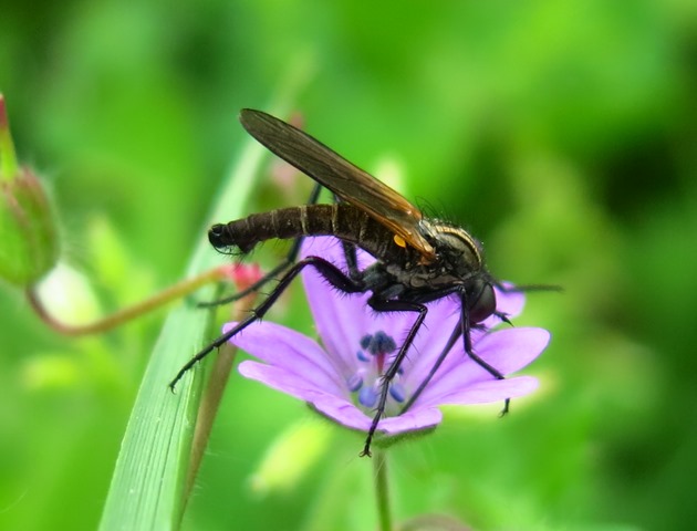 Empididae - Empis sericans