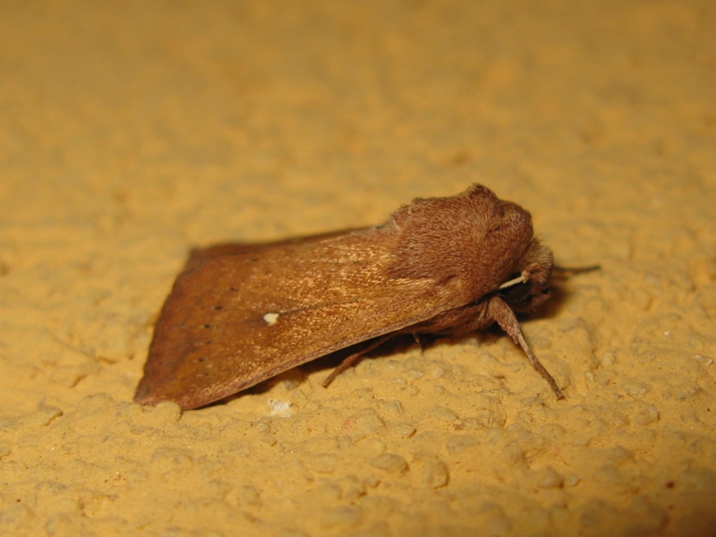 LEPIDOTTERO notturno da determinare?