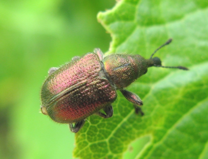 Rhynchitidae da determinare ?