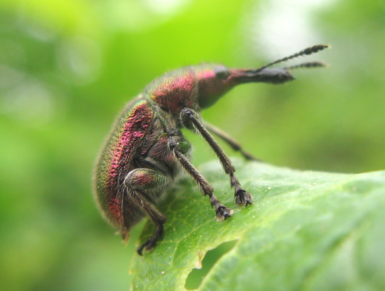 Rhynchitidae da determinare ?