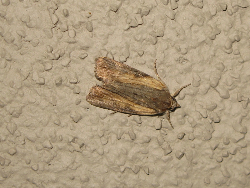 noctuide da identificare?