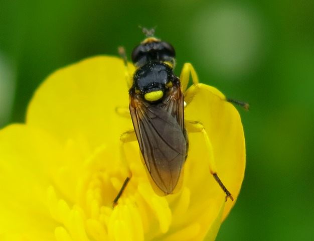 Conopidae - Dalmannia aculeata?