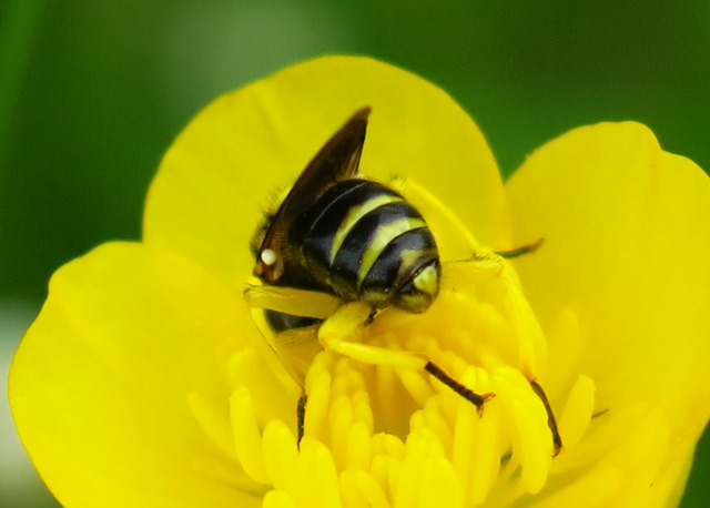 Conopidae - Dalmannia aculeata?