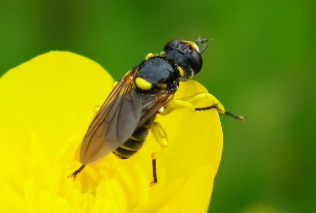 Conopidae - Dalmannia aculeata?