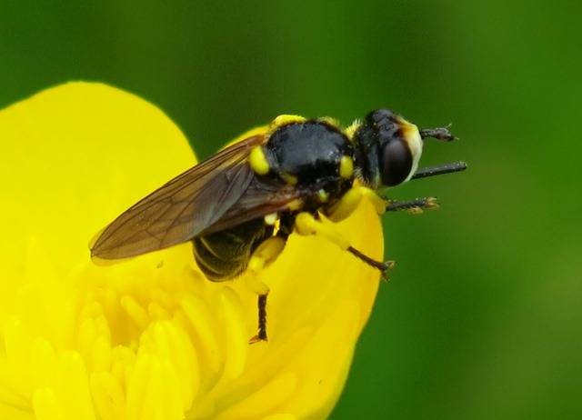 Conopidae - Dalmannia aculeata?