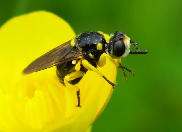 Conopidae - Dalmannia aculeata?