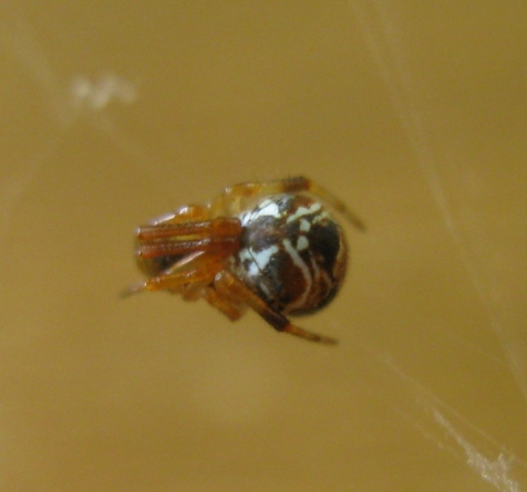 Parasteatoda lunata (scura e chiara) - Acquapendente (VT)