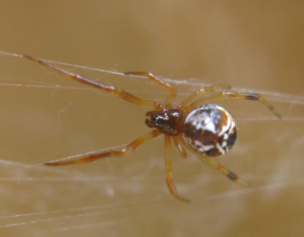 Parasteatoda lunata (scura e chiara) - Acquapendente (VT)