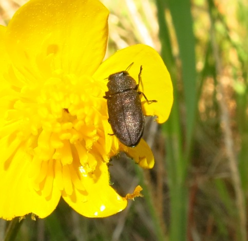 Anthaxia (Melanthaxia) sp.