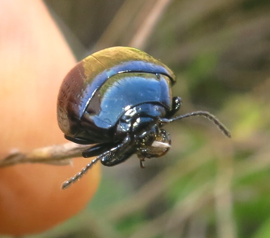 Chrysomelidae - Chrysolina oricalcia