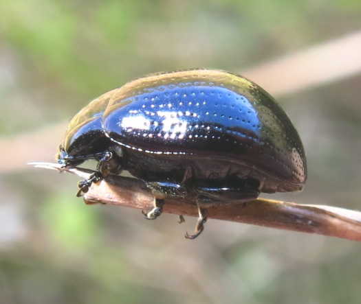 Chrysomelidae - Chrysolina oricalcia