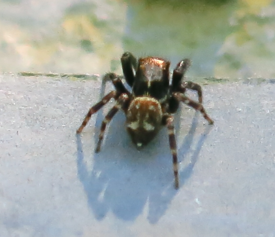 Pseudeuophrys erratica - Acquapendente (VT)