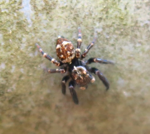 Pseudeuophrys erratica - Acquapendente (VT)