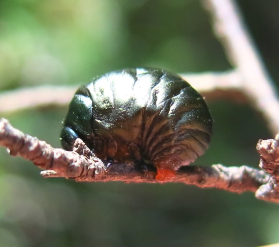 Larva di crisomelide da identificare?