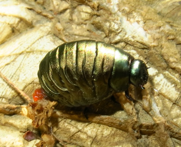 Larva di crisomelide da identificare?