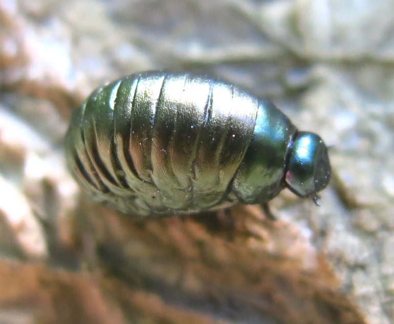 Larva di crisomelide da identificare?