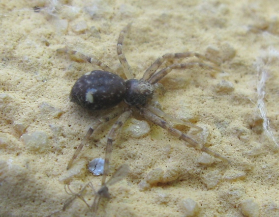 Pulchellodromus bistigma - Acquapendente (VT)