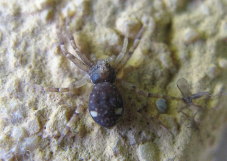 Pulchellodromus bistigma - Acquapendente (VT)