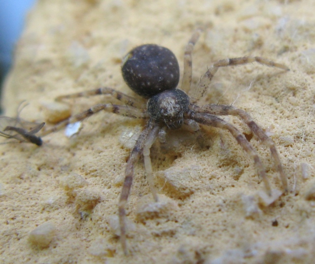 Pulchellodromus bistigma - Acquapendente (VT)
