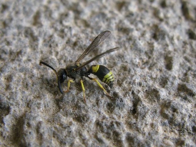 Ancistrocerus parietinus (cfr.), Vespidae Eumeninae