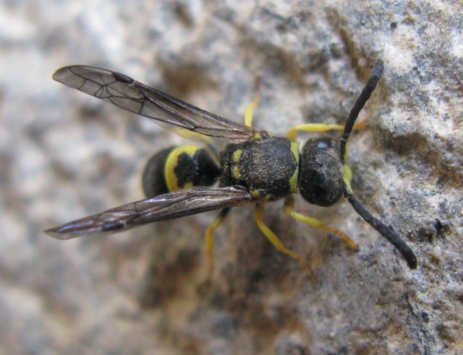 Ancistrocerus parietinus (cfr.), Vespidae Eumeninae