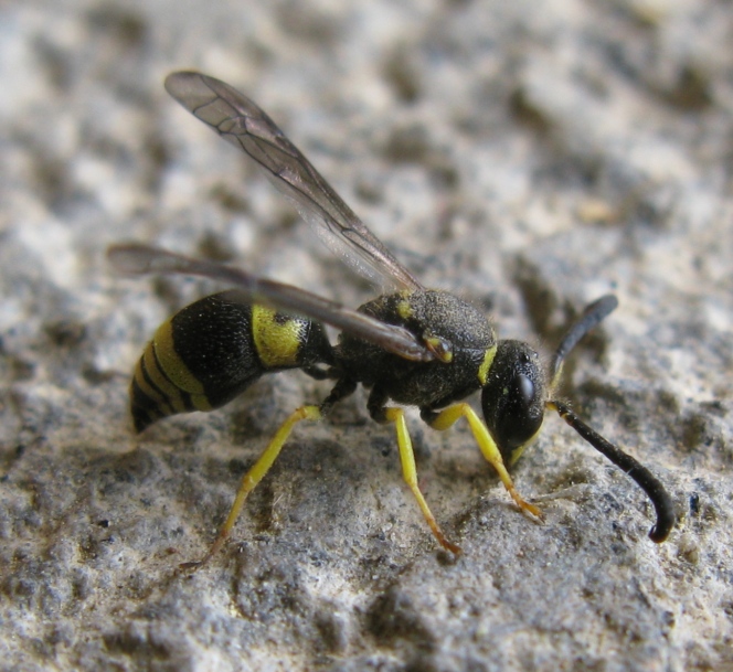 Ancistrocerus parietinus (cfr.), Vespidae Eumeninae