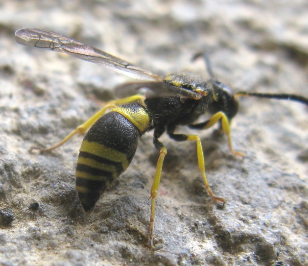 Ancistrocerus parietinus (cfr.), Vespidae Eumeninae