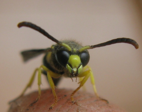 Ancistrocerus parietinus (cfr.), Vespidae Eumeninae