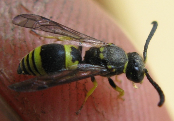 Ancistrocerus parietinus (cfr.), Vespidae Eumeninae