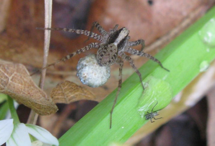 Pardosa lugubris s. l. - Acquapendente (VT)