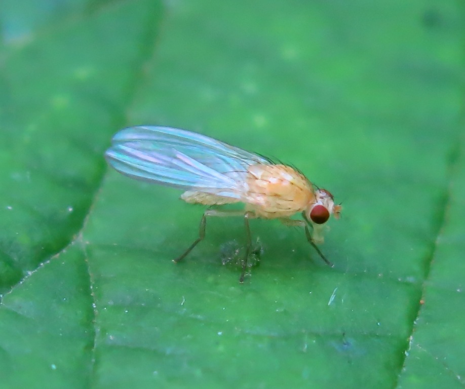 Lauxaniidae - Meiosimyza (= Lyciella) sp.