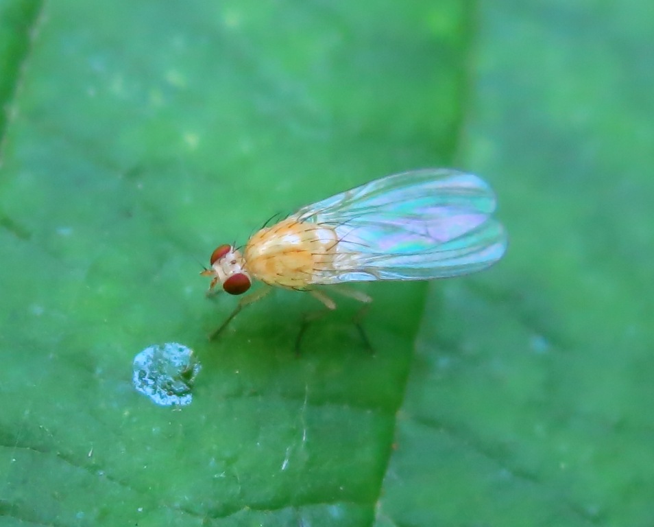 Lauxaniidae - Meiosimyza (= Lyciella) sp.