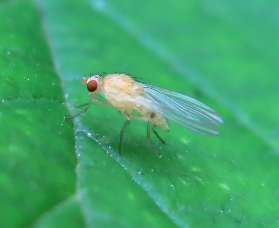 Lauxaniidae - Meiosimyza (= Lyciella) sp.