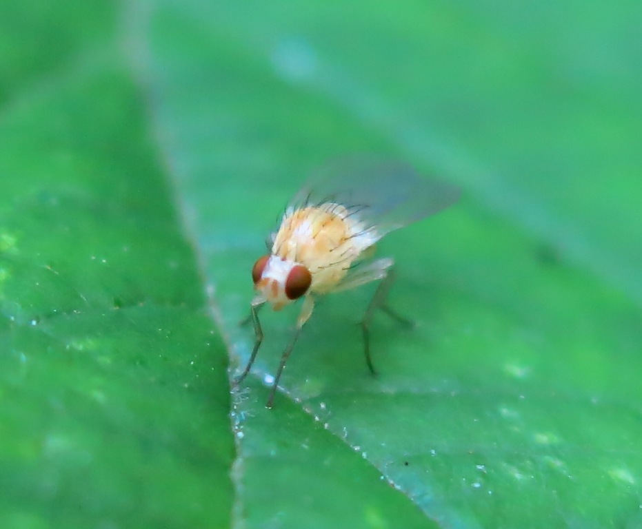 Lauxaniidae - Meiosimyza (= Lyciella) sp.