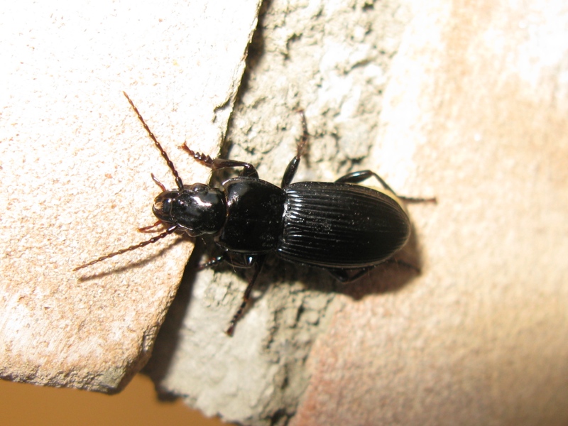 Coleottero da determinare! 2: Pterostichus melas italicus