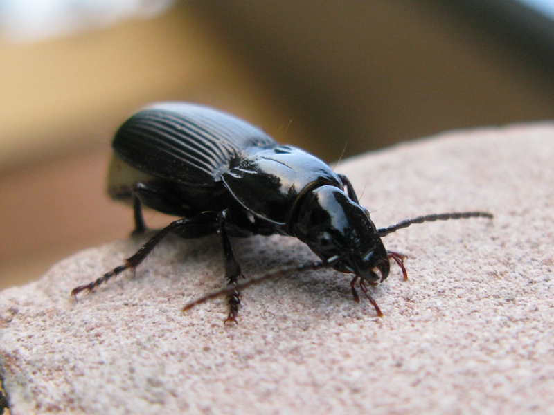 Coleottero da determinare! 2: Pterostichus melas italicus