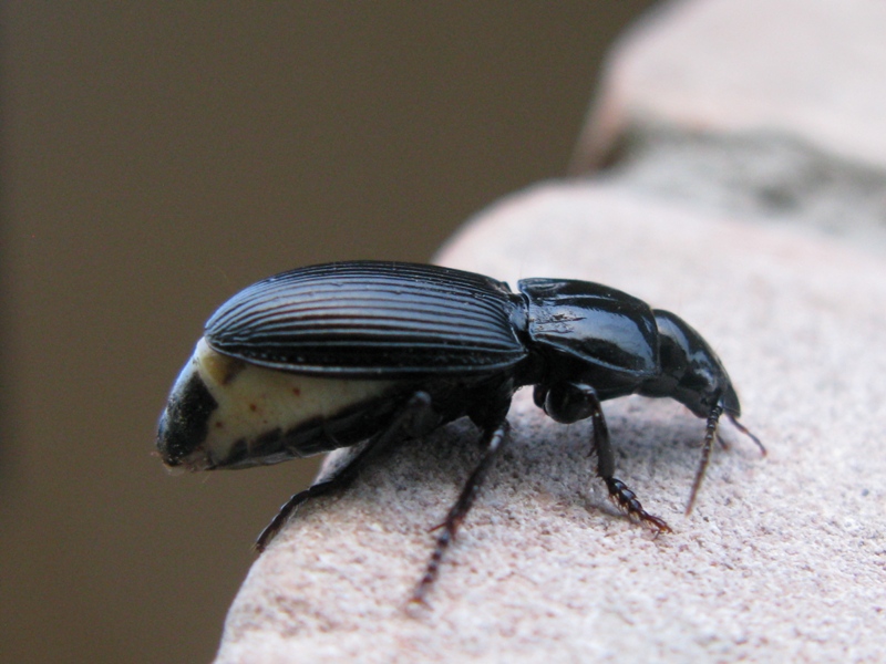 Coleottero da determinare! 2: Pterostichus melas italicus