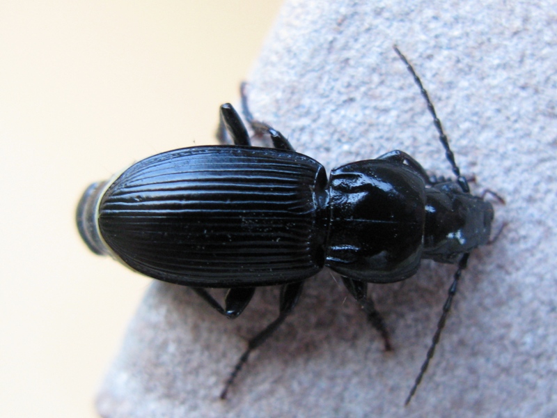 Coleottero da determinare! 2: Pterostichus melas italicus