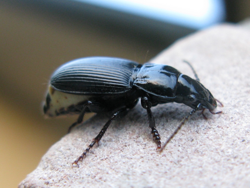 Coleottero da determinare! 2: Pterostichus melas italicus