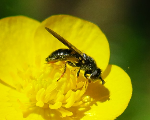 Syrphidae: Pipiza festiva