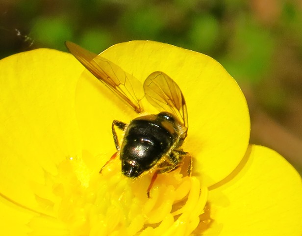 Syrphidae: Pipiza festiva