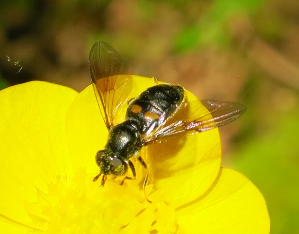 Syrphidae: Pipiza festiva