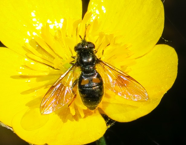 Syrphidae: Pipiza festiva